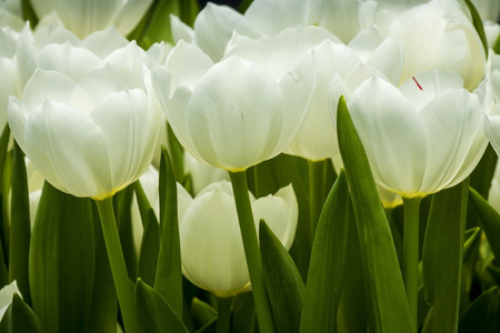 White tulip in a group の写真素材