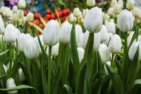 White tulip in a group の写真素材