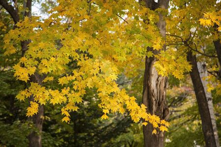 Colourful maple in autumn color.の写真素材