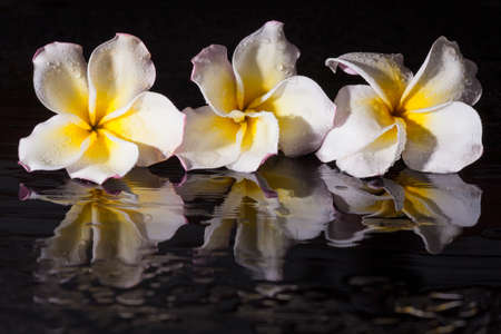 Phumeria and mirror in black background