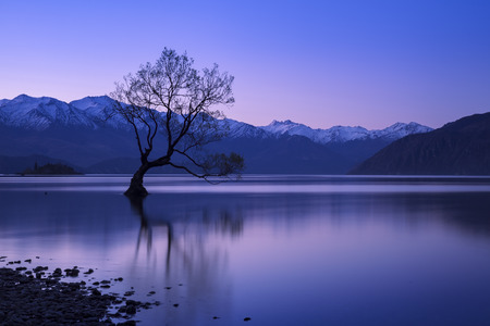 The famous tree at Lake Wanaka, South Island of New Zealand.の写真素材