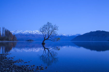 The famous tree under the moon light at Lake Wanaka, South Island of New Zealand.の写真素材