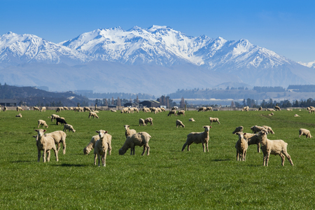 New Zealand sheep farm and mountain background.の写真素材