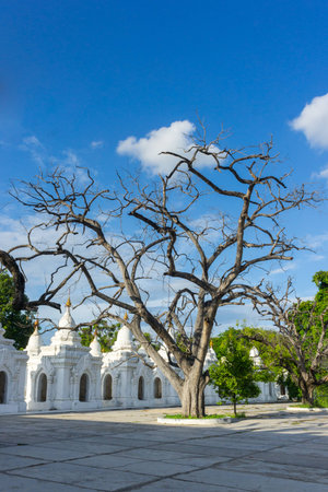 The big tree in the Kuthodaw Paya at blue skyの写真素材