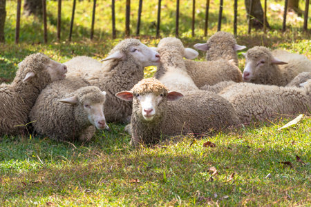 Sheepsの写真素材