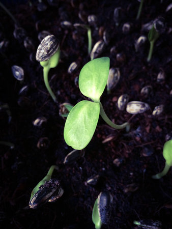 Growth of Sunflower Sproutの素材