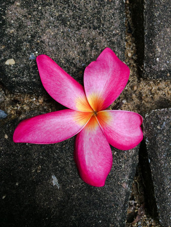 Plumeria flower