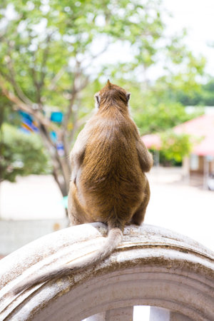 Monkey sittingの写真素材