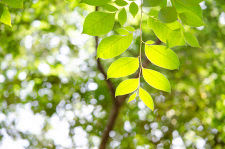 Closed up fresh green leaf branches on tree under morning sun light over blur forest background
