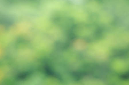 Abstract green blur natural background