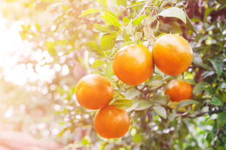 A bunch of fresh orange fruit on tree in the orchard under morning light in soft blur toneの写真素材