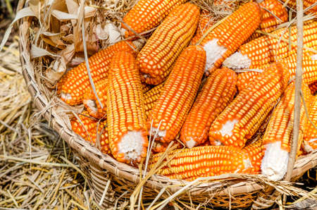 Dry sweet corn in wooden basket after harvested from the farm