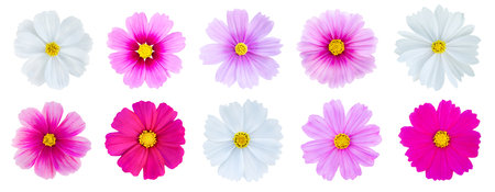 Collection of beautiful sweet cosmos flower set isolated on white backgroundの写真素材