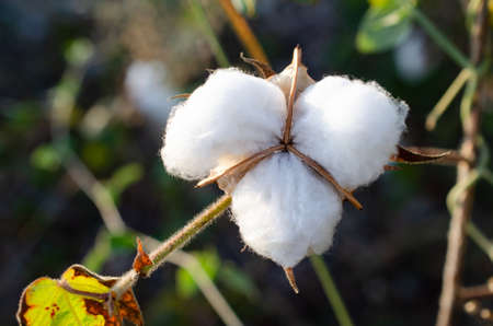 Closed up organic cotton flower in the farm ready for harvestedの写真素材