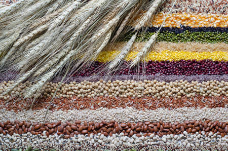 Dry wheat ear bundle on variety kinds of natural cereal and grain seed stripe background, for healthy or clean food ingredient or agricultural product conceptの写真素材