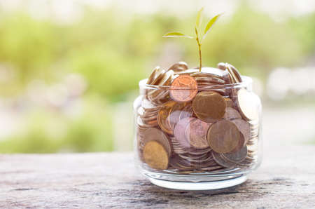 Golden and silver coin in glass bowl with little tree sprout growing up to the sky over morning sun...