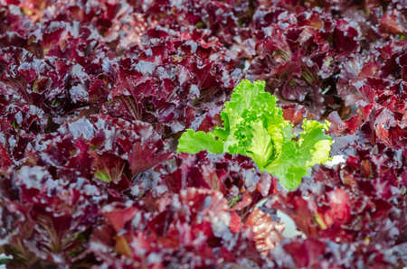 Closed up fresh green lettuce vegetable among red lettuce hydroponic farmの写真素材