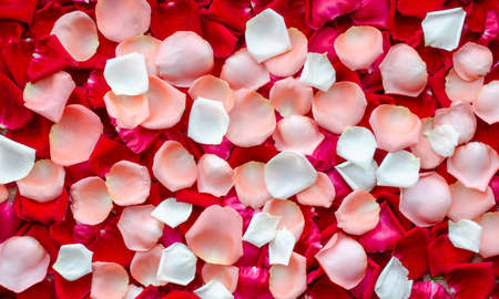 White, orange, and dark red rose flower petals background for wedding decoration or perfume and cosmetic ingredientの写真素材