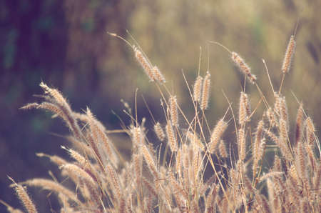 Group of wild grass flower in the field over blur nature background in dark soft vintage toneの写真素材