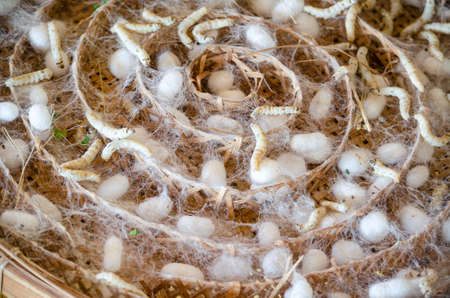 Silkworm with white cocoon in wooden tray for Thai traditional silk production conceptの写真素材