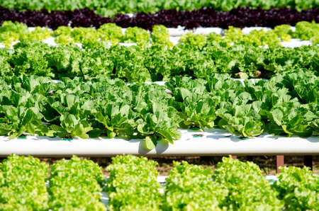 Group of fresh green lettuce vegetable in hydroponic farm under morning sun light. For diet or...