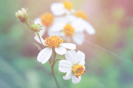 Close up fresh blooming wild glass flower over blur natural background in soft light pastel toneの写真素材