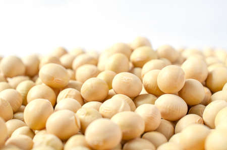 Closed up dry organic soybean seed pile on white background. Concept of healthy or diet food ingredient and agricultural productの写真素材