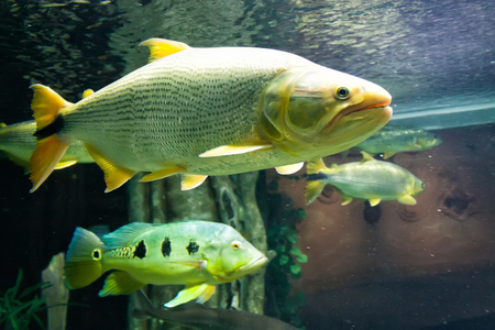 Big fish is Underwater.