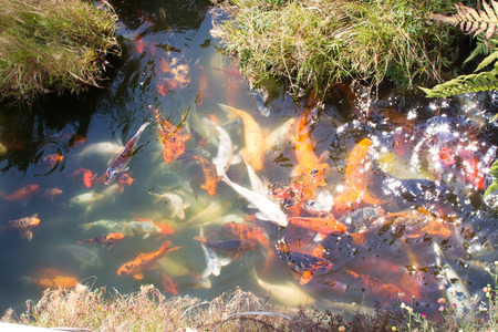 Fish carp, symbols of  luck and prosperity in Japanの写真素材
