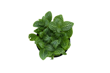 Little plant in a black pot. Isolated on white background. Space for text.の写真素材