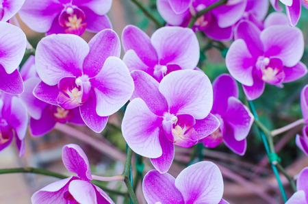 Beautiful purple orchid phalaenopsisの写真素材