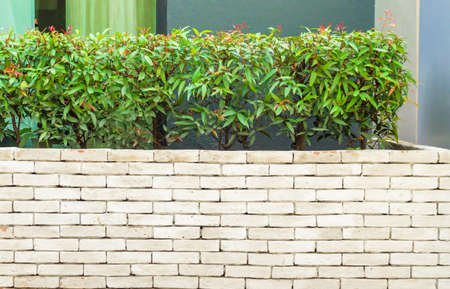 The beautiful decorative plant on the modern wallの写真素材