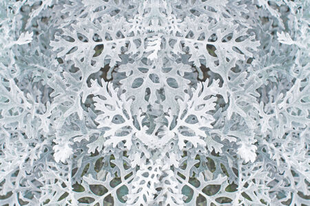 Natural white leaf background and texture.