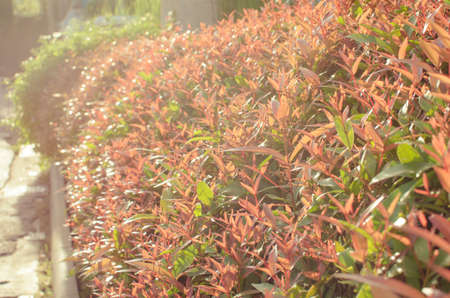 red plant in sunset counterlight and flare light.の写真素材