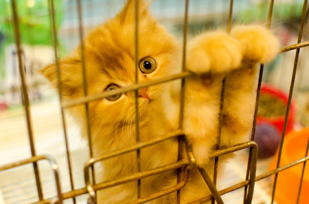 Kitten looking out from behind the bars of his cage.の写真素材