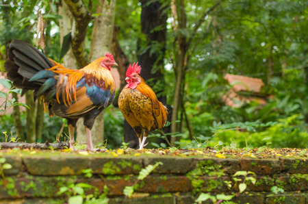 Two jungle chicken at the garden .の写真素材