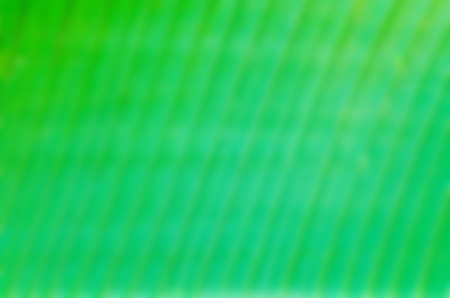 backdrop background of green fresh green Leaf.の写真素材