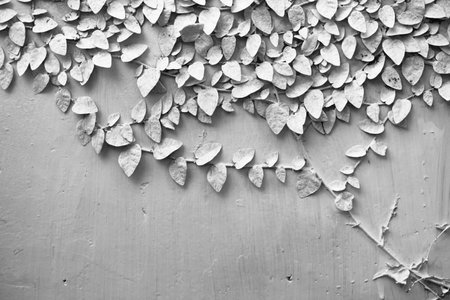 White Creeper Plant on white wall .の写真素材