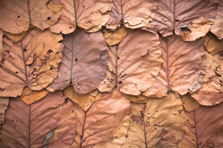 Lined dry leaves wall color background texture .