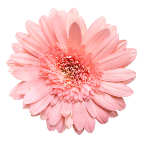 blooming beautiful pink flower isolated on white background .の写真素材