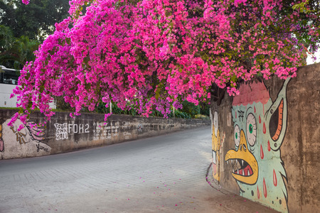 bougainvillea branch on pathway pink flower .の写真素材