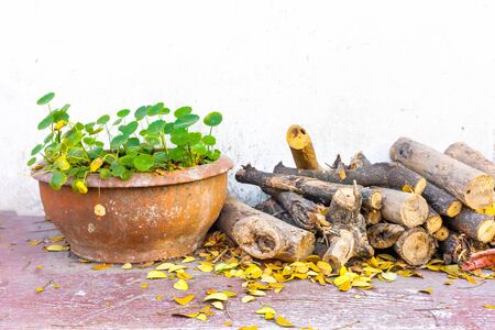 asiatic Pennywort pot and log wood , picture is high contrast