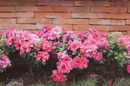 Portulaca or Rosemoss or Portulaca grandiflora and brick wall space for text .の写真素材