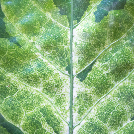 Close up natural green leaf background texture .の写真素材