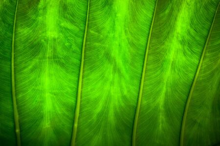 Close up natural backlight green leaf background texture .の写真素材