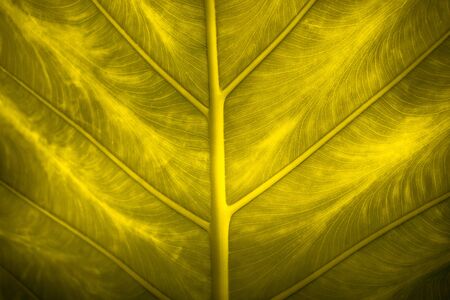 Close up natural backlight green leaf background texture .の写真素材
