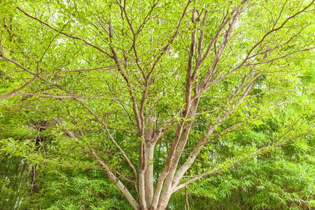 Natural leaf and tree branch texture background .