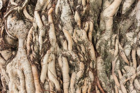 The roots of the tree were for a long time .の写真素材