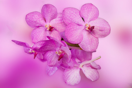 beautiful purple orchid phalaenopsis on natural background .