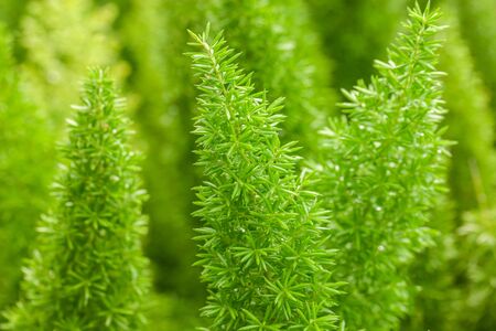 Little pine green plant background popular choice for christmas background.の写真素材